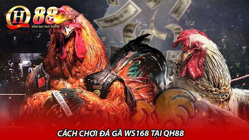 Cách chơi đá gà WS168 tại QH88