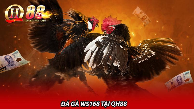 Đá gà WS168 tại QH88